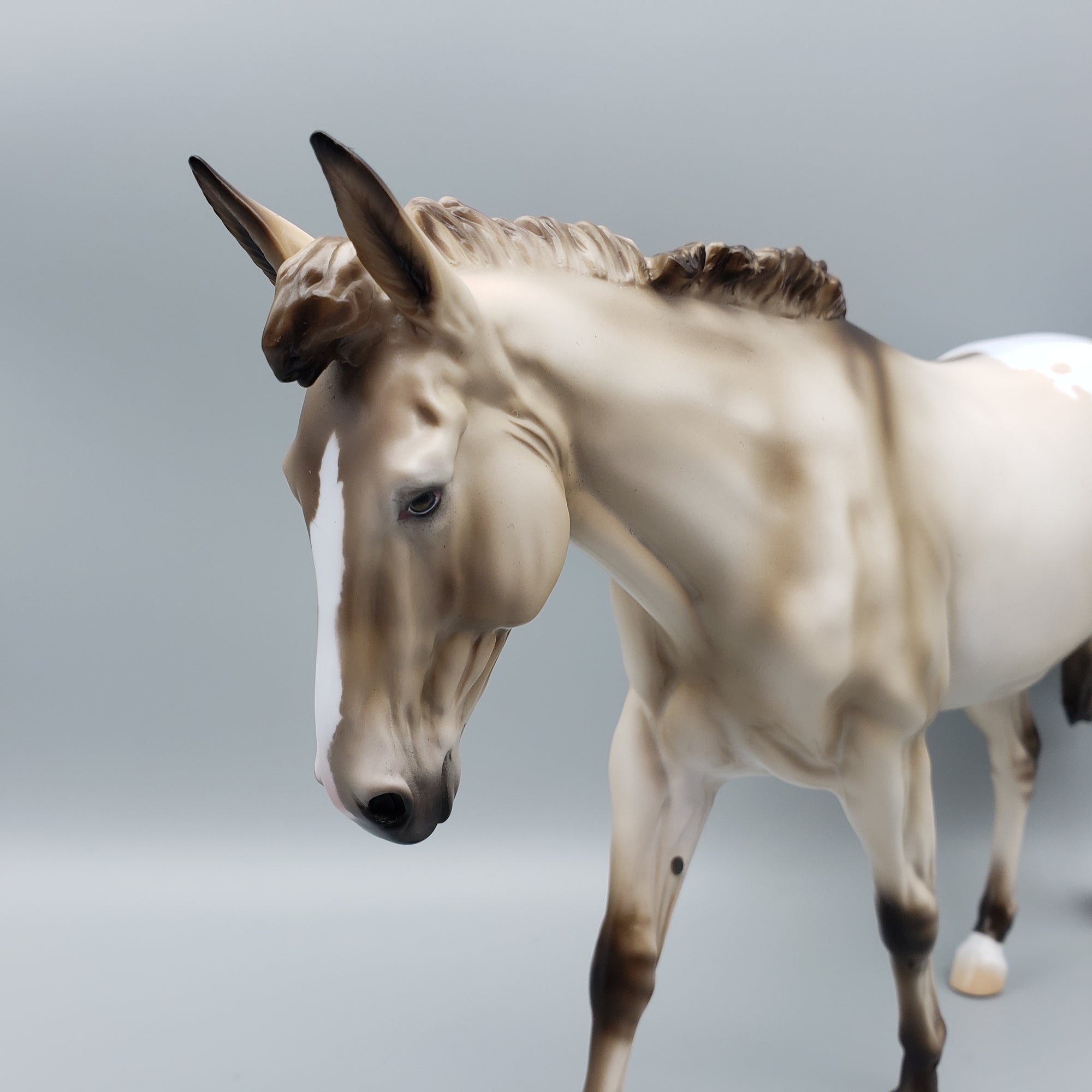 Mule Loyalty Release Loyalty Club 23/24