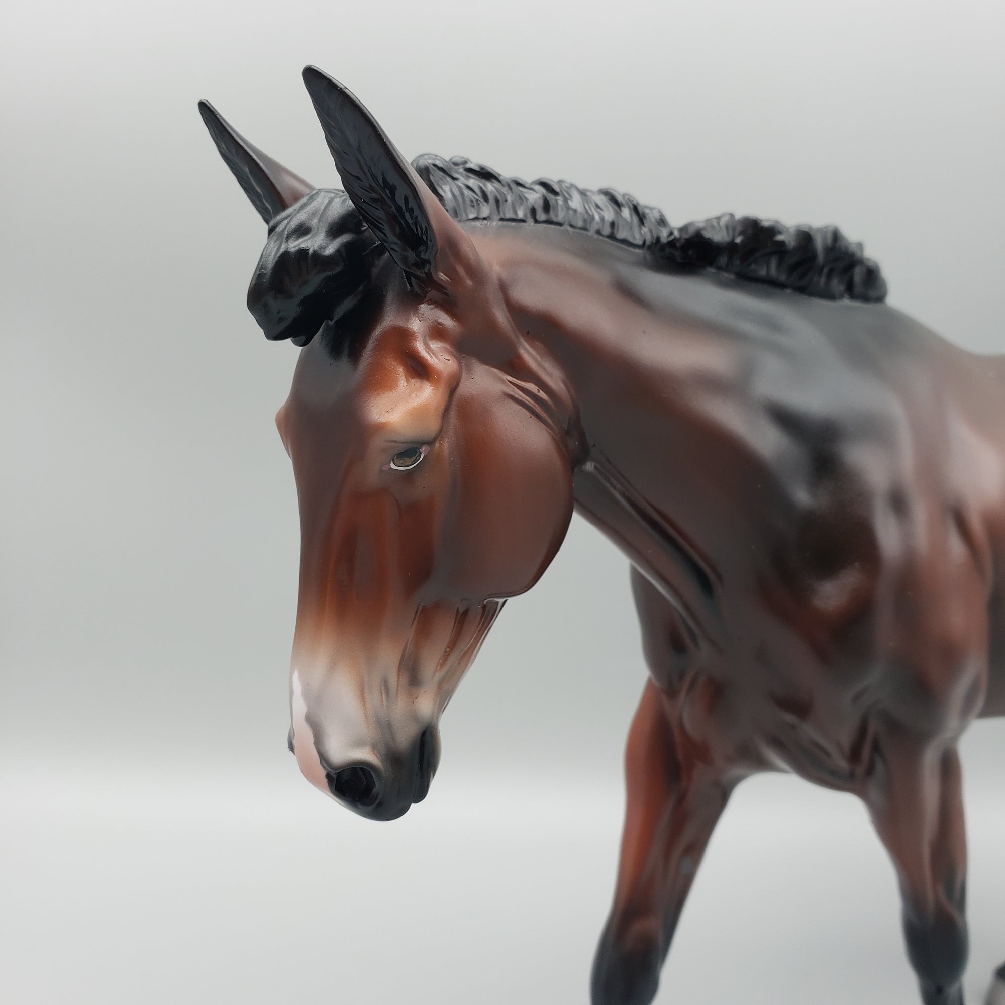 Mule Loyalty Release Loyalty Club 23/24