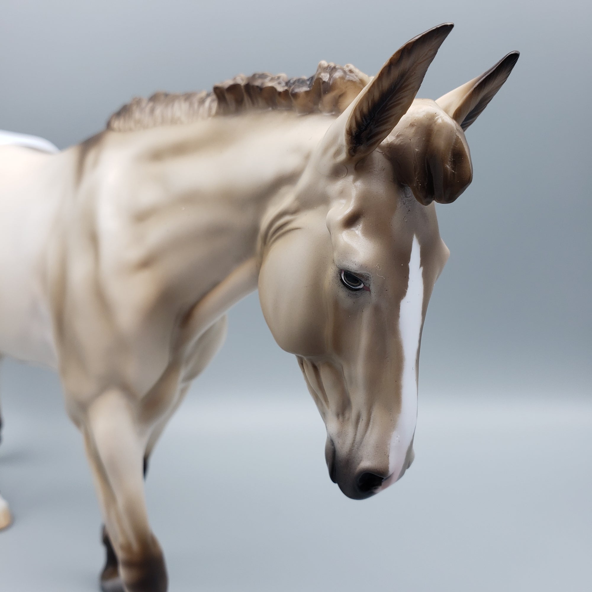 Mule Loyalty Release Loyalty Club 23/24