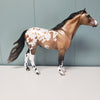 Mystique OOAK Buckskin Roan Appaloosa Mustang By Jess Hamill Val24