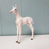 SAMPLE Nea Imera Cremello Arab Foal Customized to Andalusian Foal By Ashley Palmer SS1024