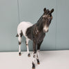 Renn LE-20 Run Black Appaloosa Custom Weanling By Julie Keim - SHCF24