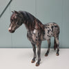 Revival OOAK Black Appaloosa Custom Mustang By Julie Keim Best Offers 3/26/24