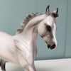 Lunaria OOAK Fleabitten Grey Custom Arabian Yearling By Ashley Palmer - SHCF24