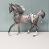 Stars Aligned OOAK Grey Arab Mare Appaloosa By Dawn Quick - SHCF24