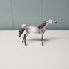 AMEDEUS-OOAK Dappled Grey Arab Chip By Julie Keim Donation Piece Keystone Arabian Exp.