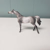 AMEDEUS-OOAK Dappled Grey Arab Chip By Julie Keim Donation Piece Keystone Arabian Exp.