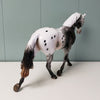 Lets Go OOAK Black Appaloosa Palouse By Dawn Quick - SHCF24