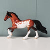 Canopy OOAK Bay Pinto Friesian Chip  By Dawn Quick - SHCF24