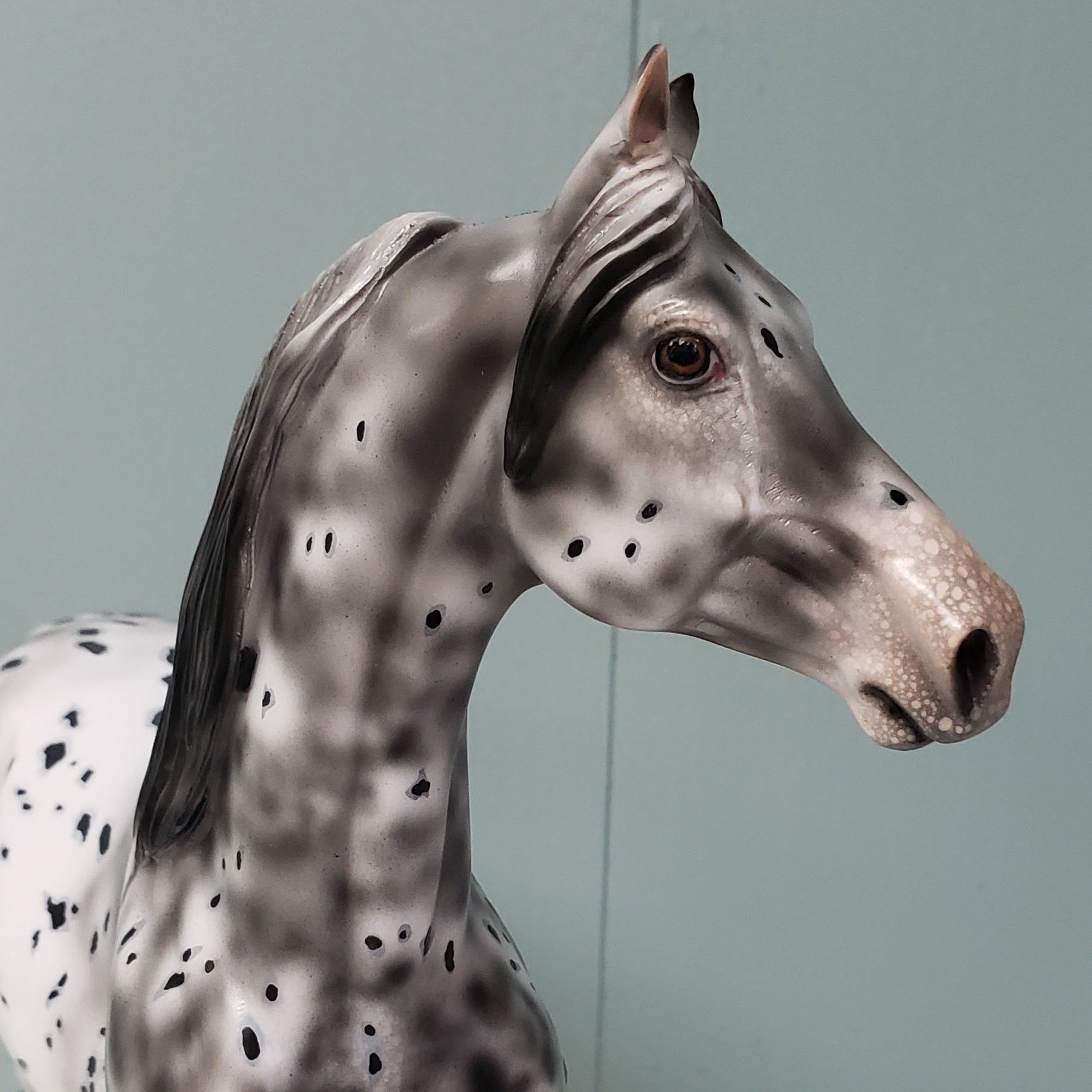 Velocity OOAK Black Leopard Appaloosa W/ Mottling Morgan By Dawn Quick - SHCF24