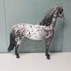 Velocity OOAK Black Leopard Appaloosa W/ Mottling Morgan By Dawn Quick - SHCF24