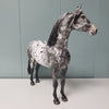 Velocity OOAK Black Leopard Appaloosa W/ Mottling Morgan By Dawn Quick - SHCF24