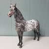 Velocity OOAK Black Leopard Appaloosa W/ Mottling Morgan By Dawn Quick - SHCF24