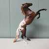 Respect OOAK Liver Chestnut Appaloosa Rearing Pebble By Jess Hamill - SHCF24