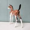 Affinity OOAK Bay Sabino Etched Arabian Foal By Jess Hamill - SHCF24