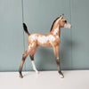 Amity OOAK Buckskin Overo Arabian Foal By Jess Hamill - SHCF24