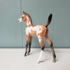 Amity OOAK Buckskin Overo Arabian Foal By Jess Hamill - SHCF24