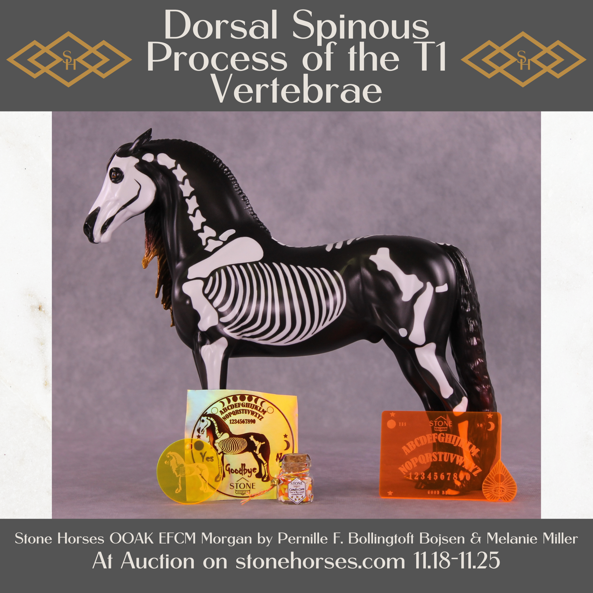 Dorsal Spinous Process of the T1 Vertebrae EFCM Morgan by Pernille F. Bøllingtoft Bøjsen 11/25/2025 SS1125