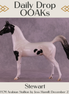 Stewart OOAK FCM Arabian Stallion by Jess Hamill DDOOAKs25