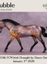Hubble OOAK FCM Irish Draught by Dawn Quick DDOOAKs26