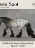 Mista Spot OOAK Irish Cob by Dawn Quick DDOOAKs26