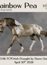 Rainbow Pea OOAK FCM Irish Draught by Dawn Quick DDOOAKs26