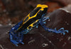 Replica OOAK Deco Poison Dart Frog Pony Chip By Jess Hamill EQ24