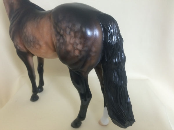 KILKEE - OOAK Star Dapple Sooty Bay Stock Horse 3/15