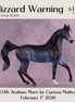 Blizzard Warning OOAK FCM Arabian Mare by Carissa Mathews DDOOAKs26