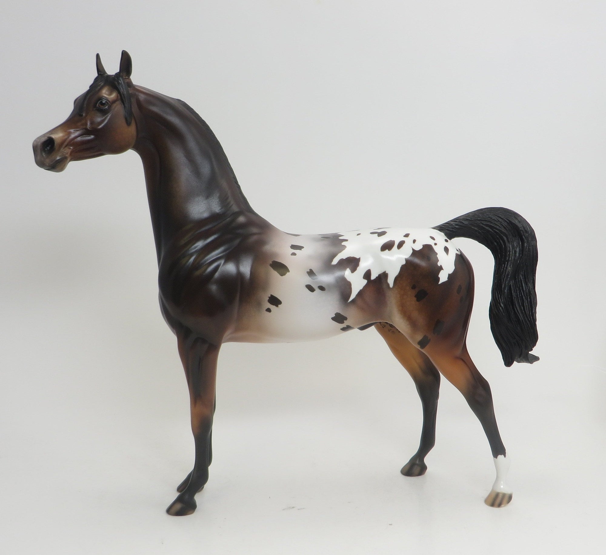 HODA- OOAK -BAY APPALOOSA ARABIAN 9/4
