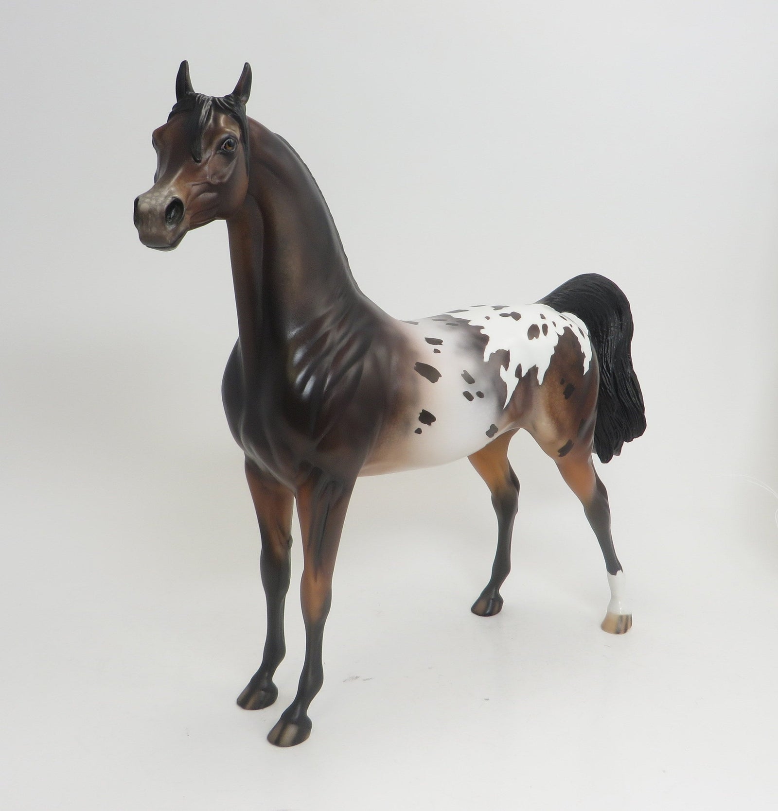 HODA- OOAK -BAY APPALOOSA ARABIAN 9/4