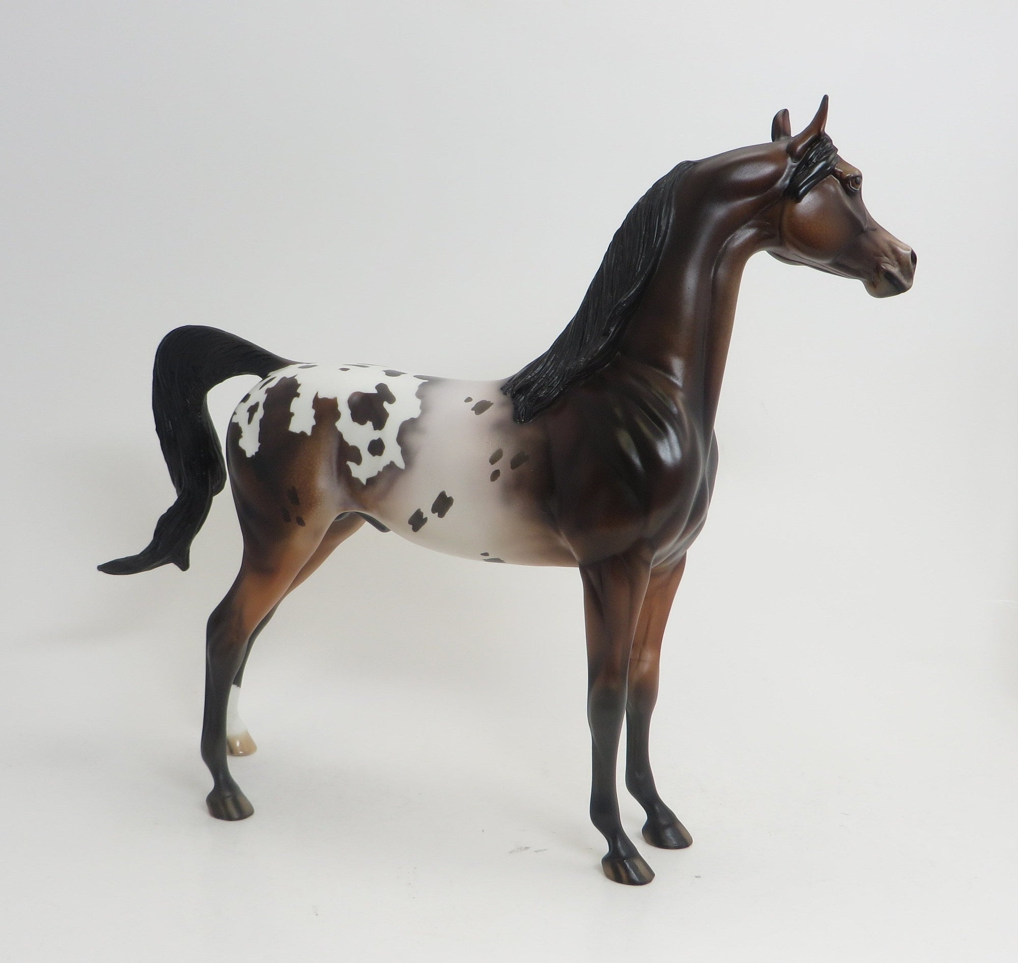 HODA- OOAK -BAY APPALOOSA ARABIAN 9/4