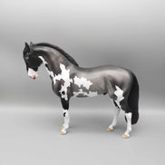 Andalusian Loyalty Release - Bay Andalusian DEU24
