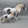 Mini Old Friends SAMPLE Grey Pinto Pebble DraftMare By Ashley Palmer  GERMANY SALE DEU24