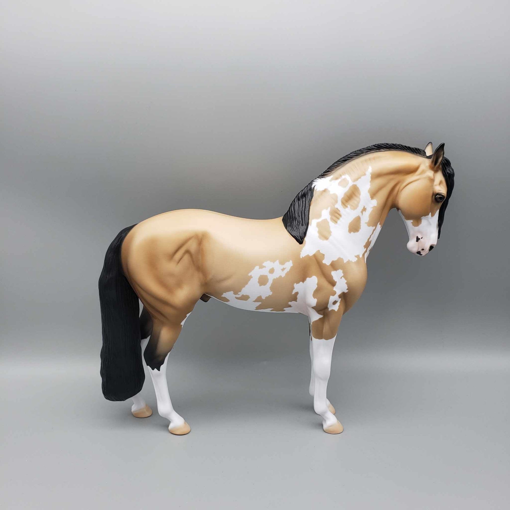 Andalusian Loyalty Release - Bay Andalusian DEU24