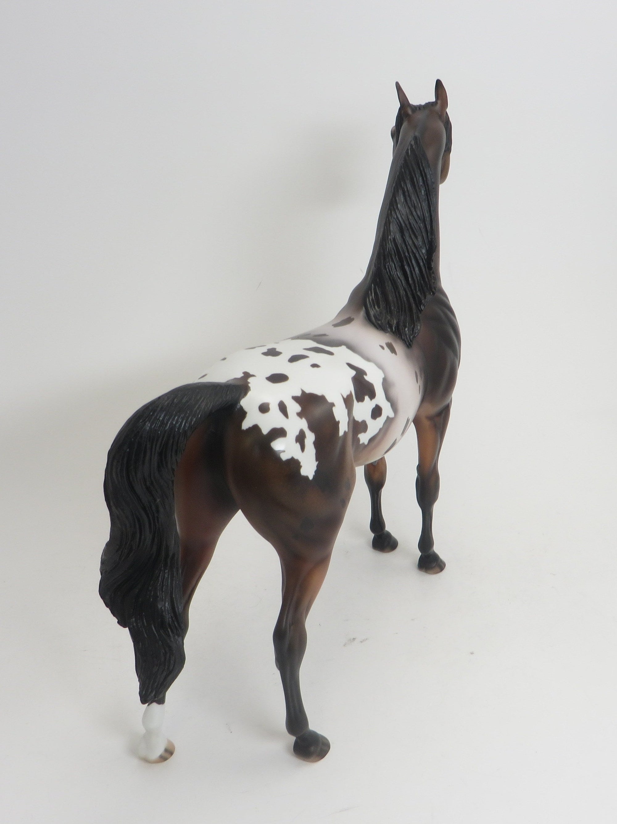 HODA- OOAK -BAY APPALOOSA ARABIAN 9/4