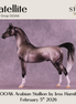Satellite OOAK Arabian Stallion by Jess Hamill DDOOAKs26