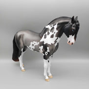 Andalusian Loyalty Release - Bay Andalusian DEU24