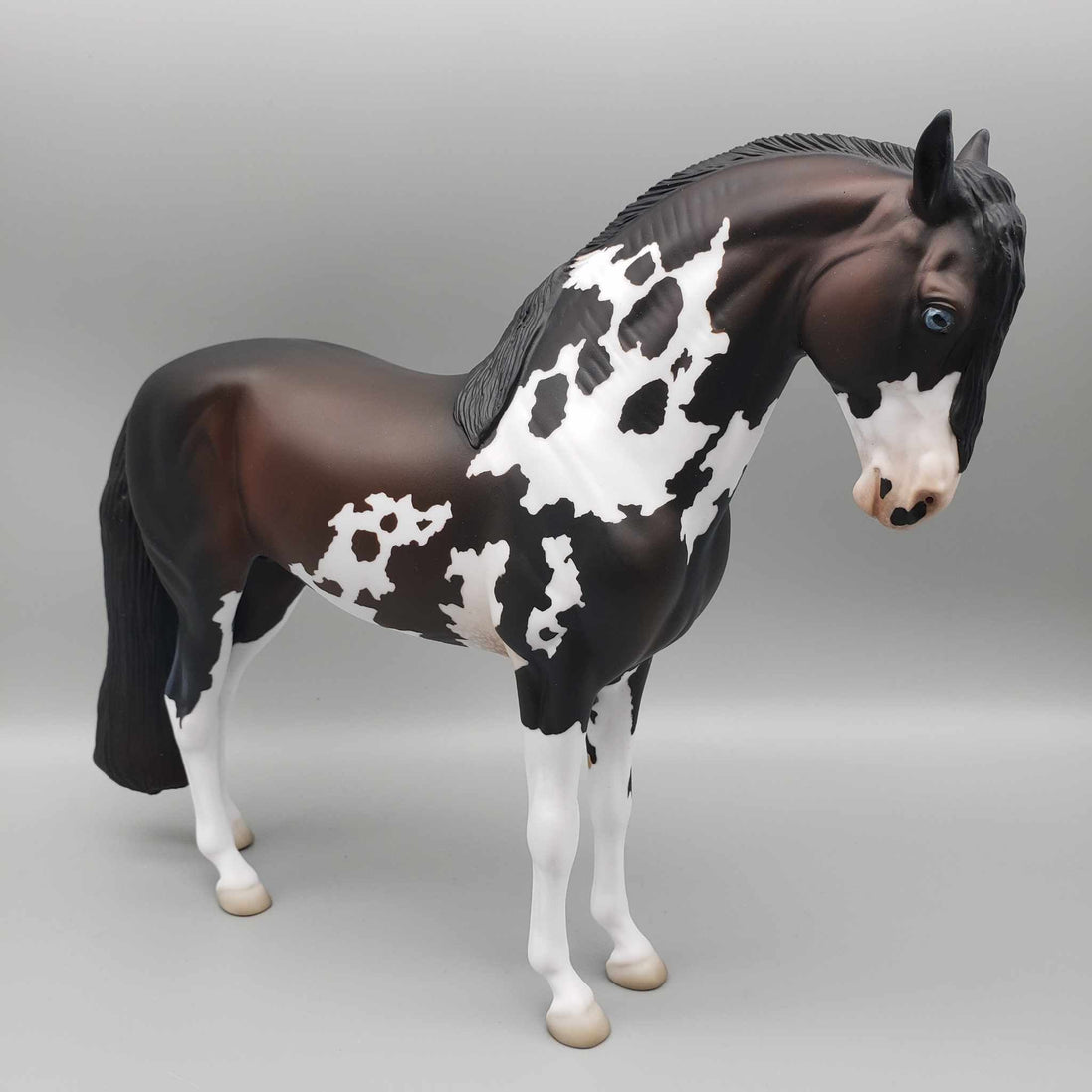Andalusian Loyalty Release - Bay Andalusian DEU24