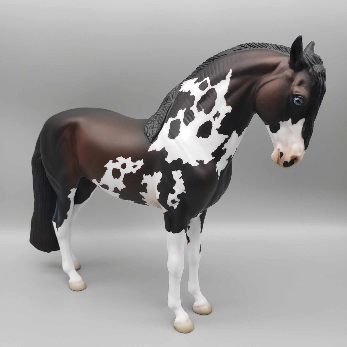 Andalusian Loyalty Release - Bay Andalusian DEU24
