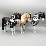 Andalusian Loyalty Release - Bay Andalusian DEU24