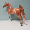 Tracy OOAK Dappled Chestnut Custom Arabian By Angela Marleau