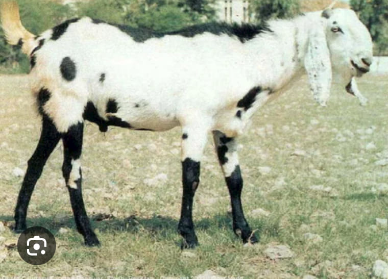 Middle Gruff LE-19 Billy Goats Gruff Pebble Mule By Julie Keim FTL24