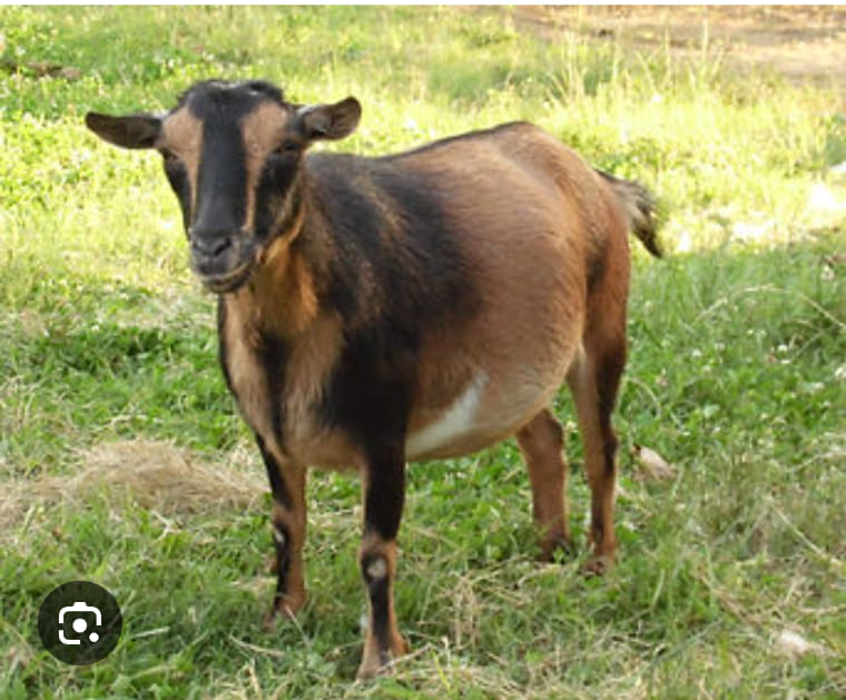 Littlest Gruff LE-14 Billy Goats Gruff Mule Chip By Julie Keim FTL24