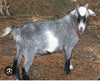 Large Gruff - Billy Goats Gruff Mule By Julie Keim FTL24