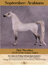 Bint Morafina OOAK EFCM Arabian by Tiffany Purdy GS925