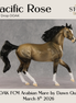 Pacific Rose OOAK FCM Arabian Mare by Dawn Quick DDOOAKs26