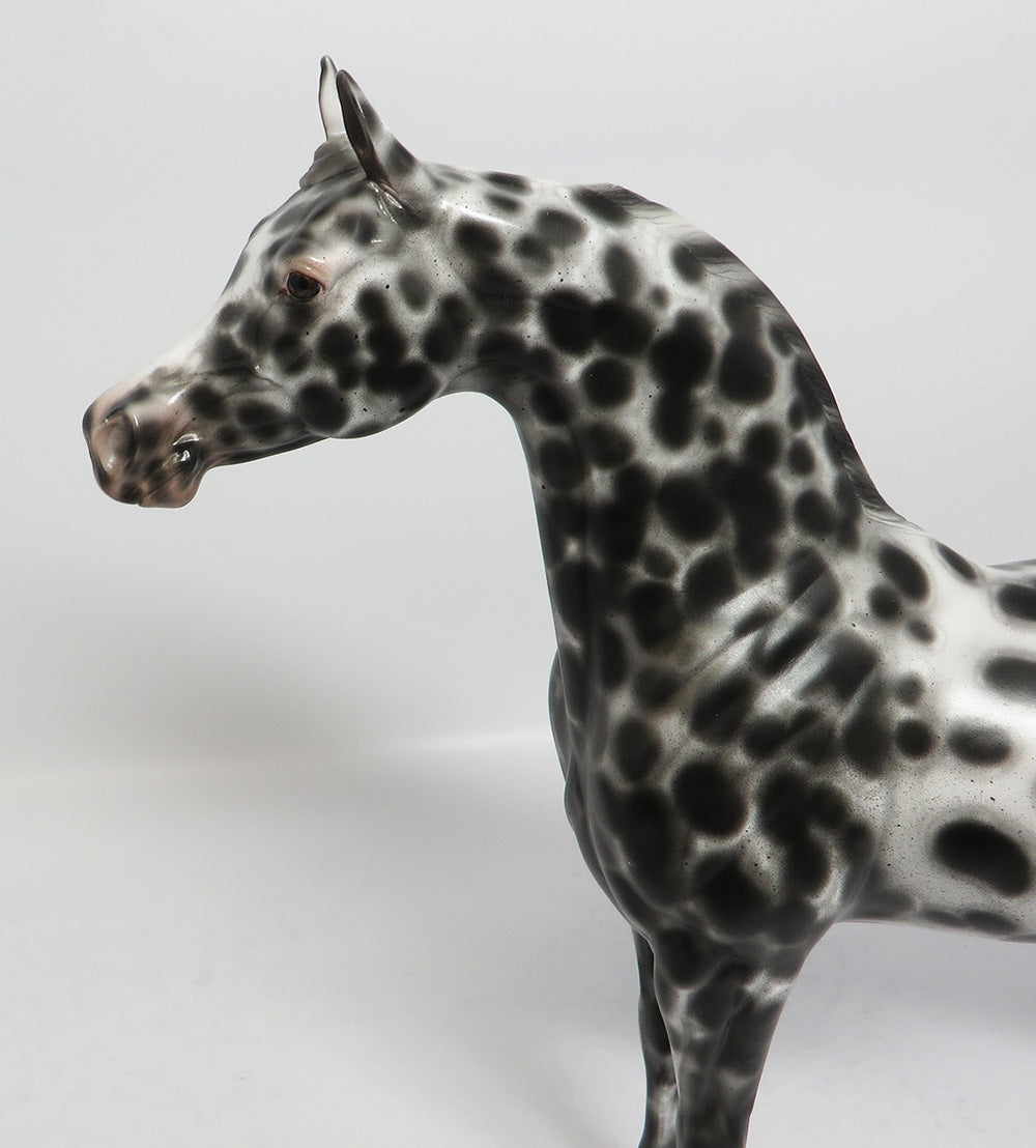 BIF BANG POW-OOAK BLACK LEOPARD APPALOOSA ARABIAN BY SHERYL LEISURE 12-19-17