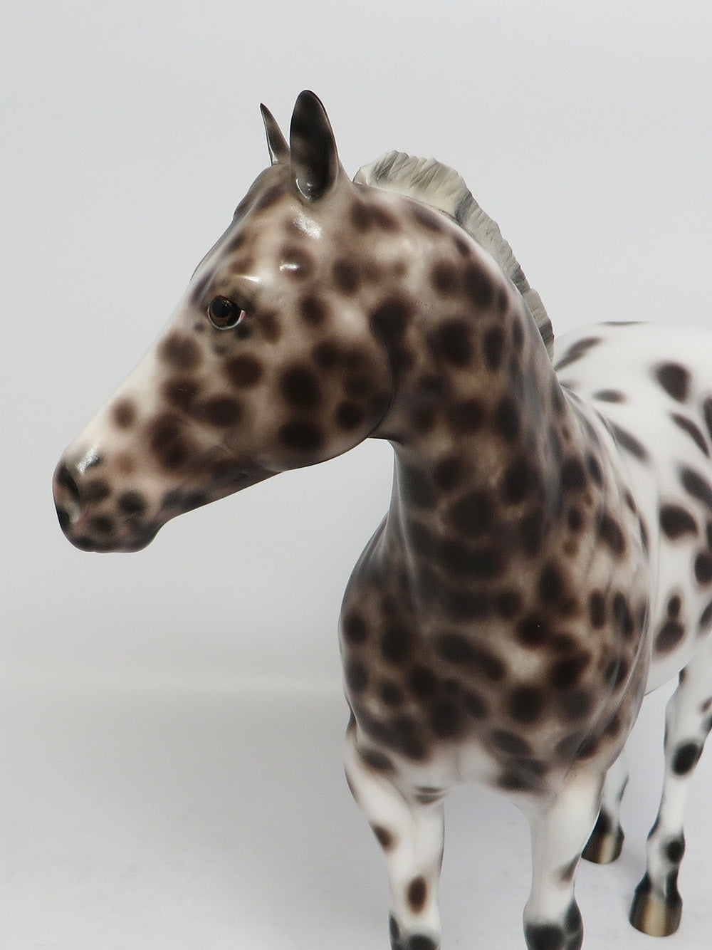 appaloosa