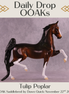 Tulip Poplar OOAK Saddlebred by Dawn Quick DDOOAKs25